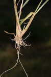 Fall panicgrass